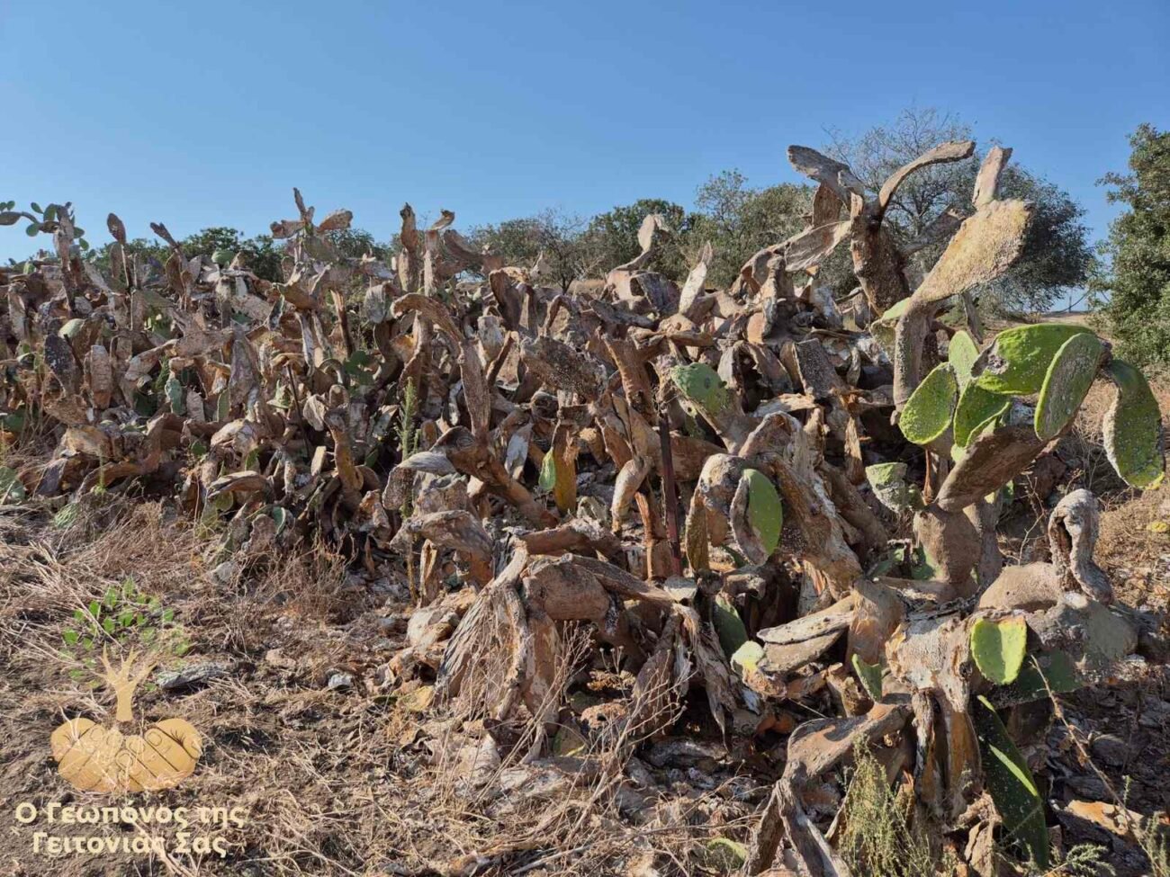 Read more about the article Ψευδόκοκκος της Φραγκοσυκιάς (Dactylopius opuntiae)