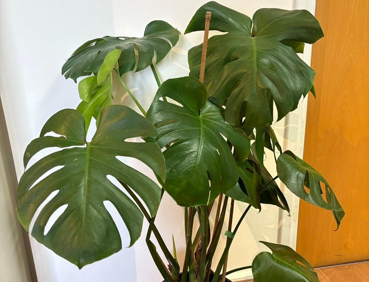 Read more about the article Εσωτερικά Φυτά σε Απόγνωση – Μάθε πώς να ΜΗΝ τα Ξεραίνεις!