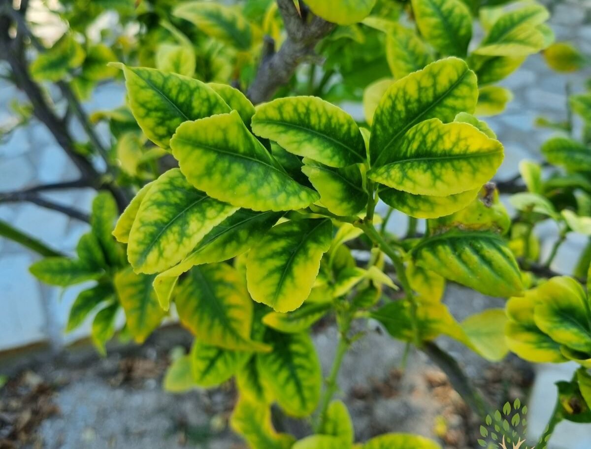 Read more about the article Κίτρινα Φύλλα στα Εσπεριδοειδή – Τα “σήματα Μόρς” που σου στέλνουν αλλά δεν αποκωδικοποιείς!