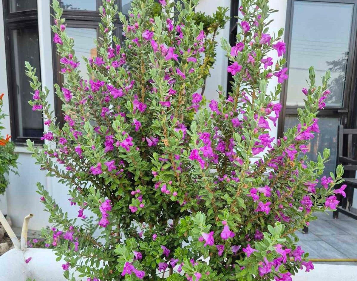 Read more about the article Τα 10 + 1 Πιο Ανθεκτικά Καλλωπιστικά Φυτά Για Τον Κήπο Σας (Cyprus version)