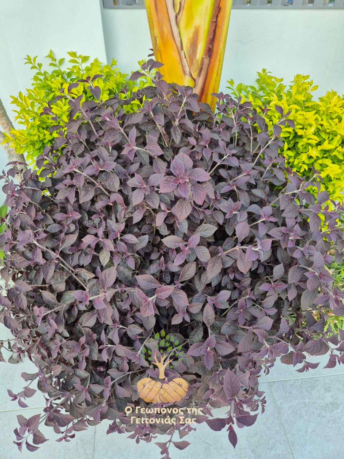 αλτερναθυυρα