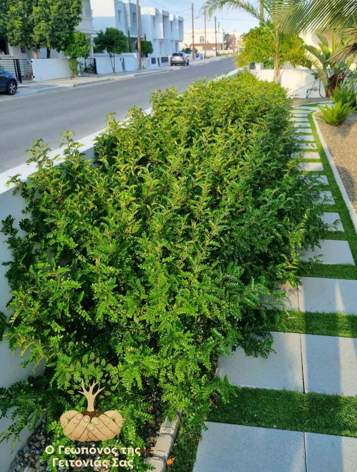 ζαντοξυλο 3